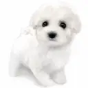 ビションフリーゼ