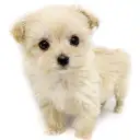 MIX(マルチーズ×トイプードル)