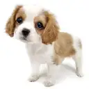 キャバリア・キングチャールズ・スパニエル