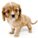 キャバリア・キングチャールズ・スパニエル