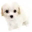 MIX（キャバリアキングチャールズスパニエル×ビションフリーゼ）