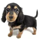 カニンヘン・ダックスフント