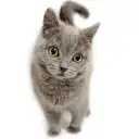 ブリティッシュショートヘア