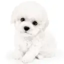 ビションフリーゼ