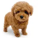 トイ・プードル