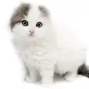 スコティッシュフォールド