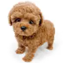 トイ・プードル