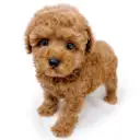 トイ・プードル