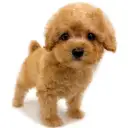 トイ・プードル