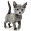 ロシアンブルー