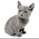 ロシアンブルー