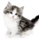 ノルウェージャンフォレストキャット