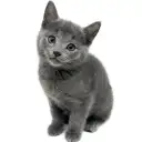 ロシアンブルー