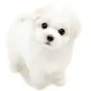 ビションフリーゼ