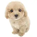 MIX（マルチーズ×トイプードル）