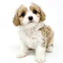 MIX(キャバリアキングチャールズスパニエル×ビションフリーゼ)