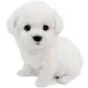 ビションフリーゼ