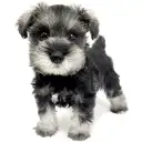 ミニチュア・シュナウザー