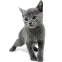 ロシアンブルー