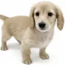 ミニチュア・ダックスフント