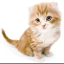 アメリカンカール