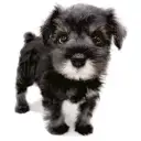 ミニチュア・シュナウザー