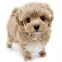 MIX（マルチーズ×トイプードル）