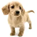 ミニチュア・ダックスフント