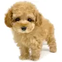 トイ・プードル