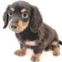 ミニチュア・ダックスフント