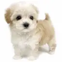 MIX(トイプードル×マルチーズ)