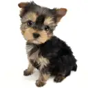 ヨークシャーテリア