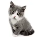 ブリティッシュショートヘア