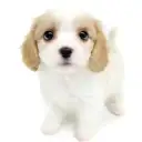 MIX(キャバリアキングチャールズスパニエル×ビションフリーゼ)