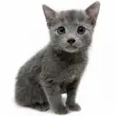 ロシアンブルー