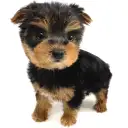 ヨークシャーテリア