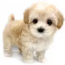 MIX(トイプードル×マルチーズ)