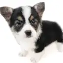 ウェルシュコーギーペンブローク