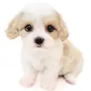 MIX(キャバリアキングチャールズスパニエル×ビションフリーゼ)