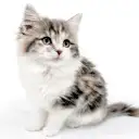 ノルウェージャンフォレストキャット