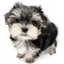 MIX（マルチーズ×ヨークシャーテリア）