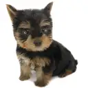 ヨークシャーテリア