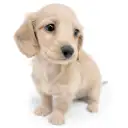 ミニチュア・ダックスフント