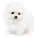ポメラニアン
