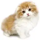 スコティッシュフォールド