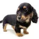 カニンヘン・ダックスフント