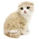 スコティッシュフォールド