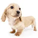 ミニチュア・ダックスフント