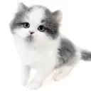 ブリティッシュロングヘア