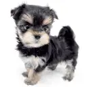 MIX(マルチーズ×ヨークシャーテリア)